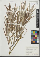 Foto von Salix armenorossica A. K. Skvortsov